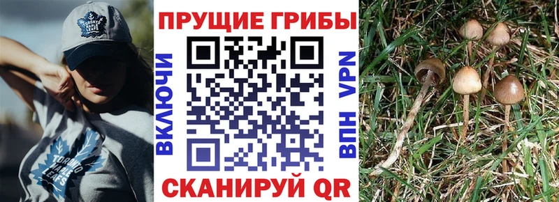 Купить где Гуково Псилоцибиновые грибы Psilocybine cubensis